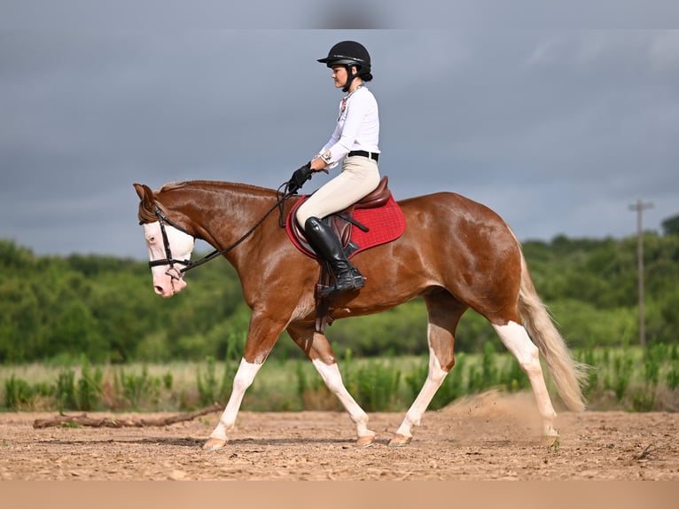 American Quarter Horse Castrone 4 Anni 160 cm Sauro ciliegia in Waco, TX