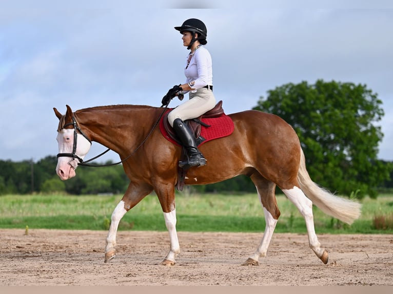 American Quarter Horse Castrone 4 Anni 160 cm Sauro ciliegia in Waco, TX