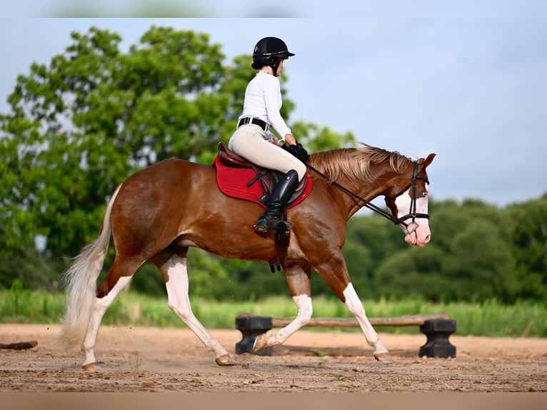 American Quarter Horse Castrone 4 Anni 160 cm Sauro ciliegia in Waco, TX