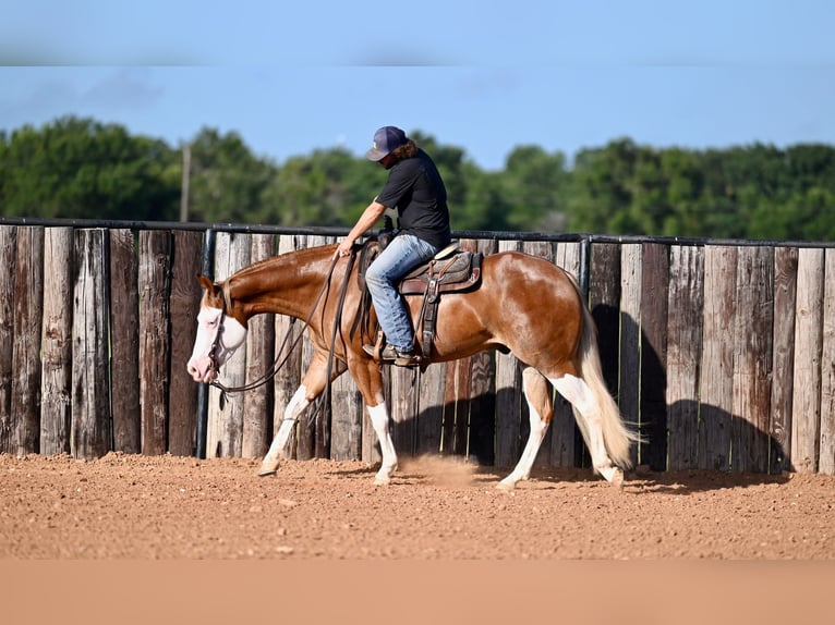 American Quarter Horse Castrone 4 Anni 160 cm Sauro ciliegia in Waco, TX