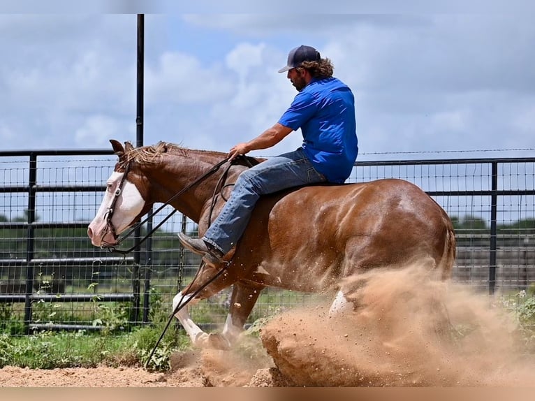 American Quarter Horse Castrone 4 Anni 160 cm Sauro ciliegia in Waco, TX