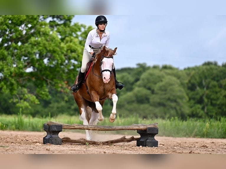 American Quarter Horse Castrone 4 Anni 160 cm Sauro ciliegia in Waco, TX