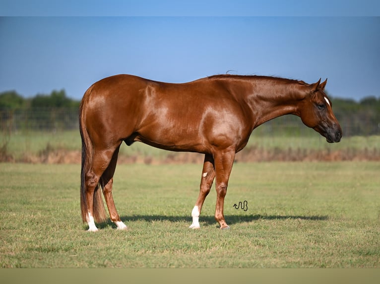 American Quarter Horse Castrone 4 Anni 160 cm Sauro ciliegia in Kaufman