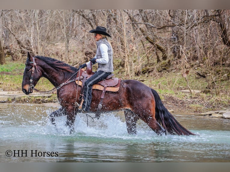 American Quarter Horse Castrone 4 Anni 163 cm Baio ciliegia in Flemingsburg KY