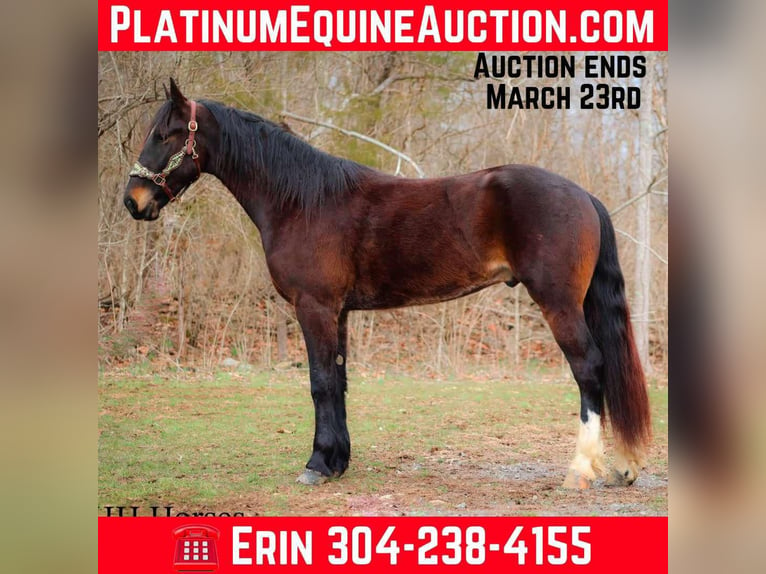 American Quarter Horse Castrone 4 Anni 163 cm Baio ciliegia in Flemingsburg KY