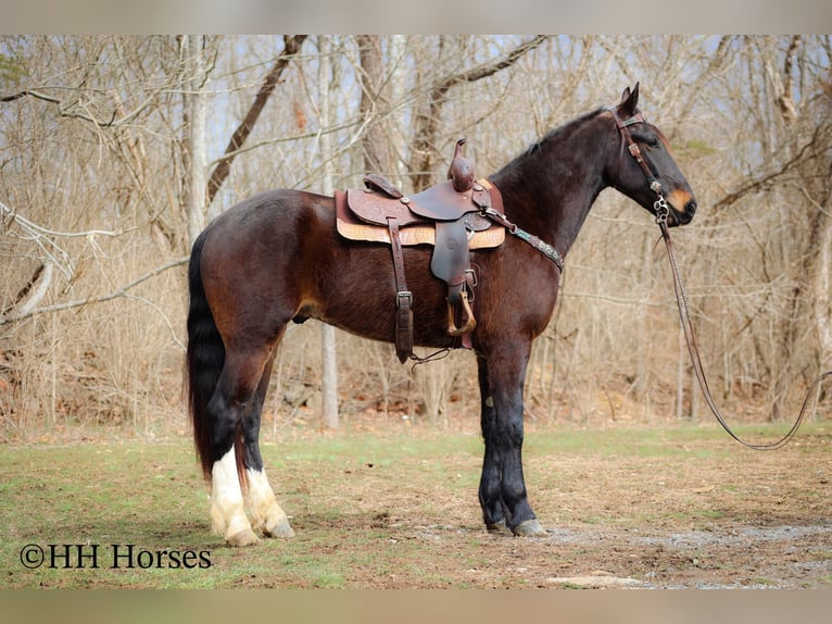 American Quarter Horse Castrone 4 Anni 163 cm Baio ciliegia in Flemingsburg KY