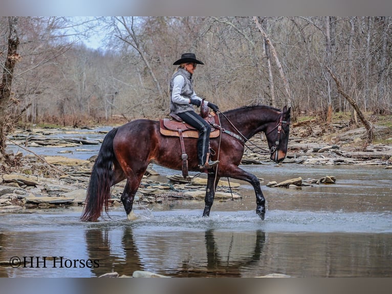 American Quarter Horse Castrone 4 Anni 163 cm Baio ciliegia in Flemingsburg KY