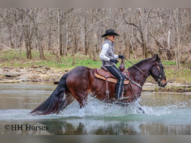 American Quarter Horse Castrone 4 Anni 163 cm Baio ciliegia in Flemingsburg KY