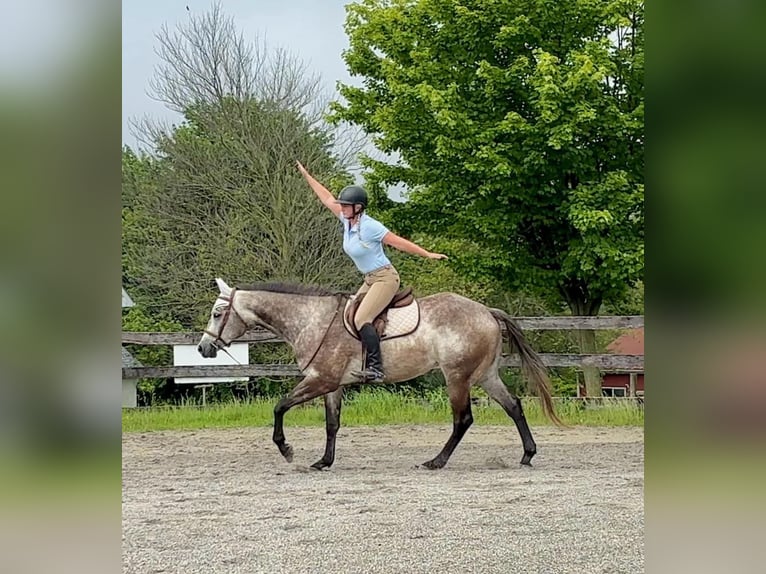 American Quarter Horse Castrone 4 Anni 163 cm Grigio in New Holland, PA