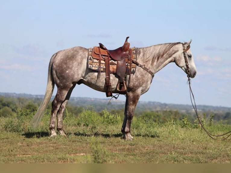 American Quarter Horse Castrone 4 Anni 163 cm Grigio pezzato in Albuquerque