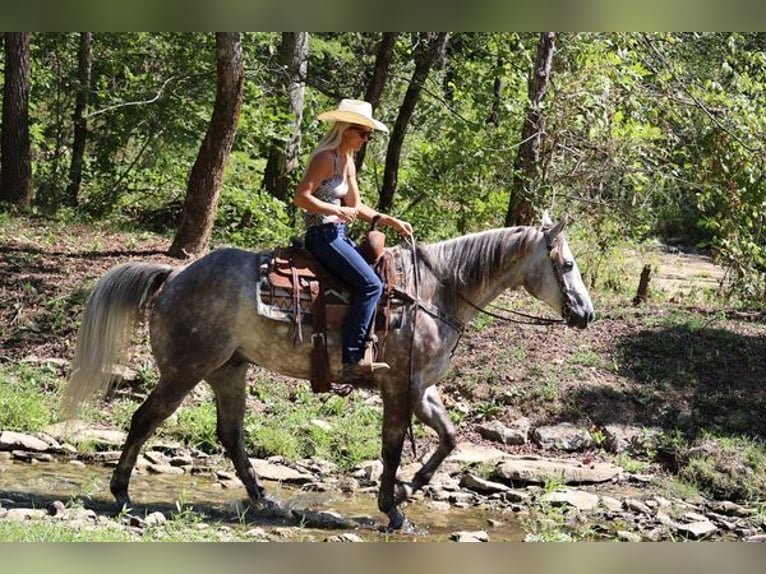 American Quarter Horse Castrone 4 Anni 163 cm Grigio pezzato in Albuquerque