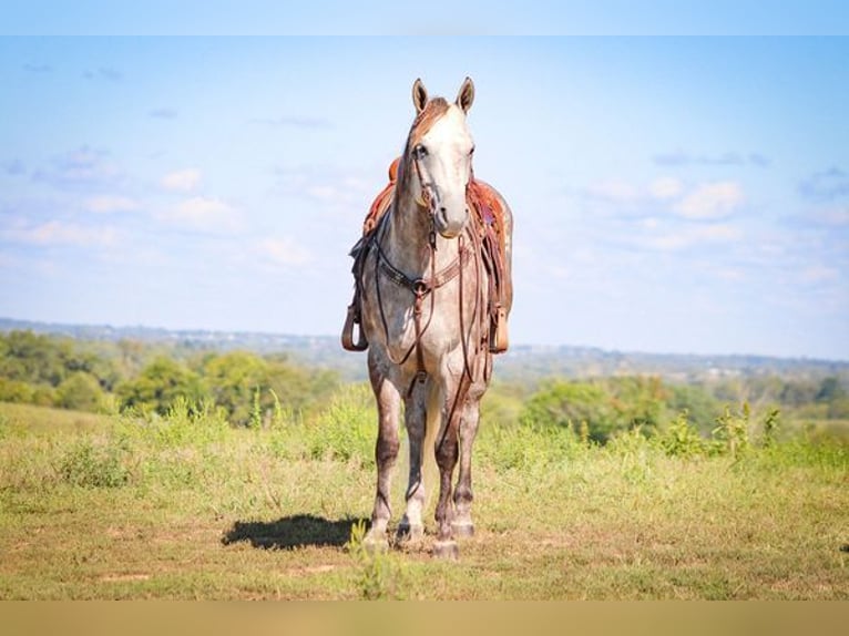 American Quarter Horse Castrone 4 Anni 163 cm Grigio pezzato in Albuquerque