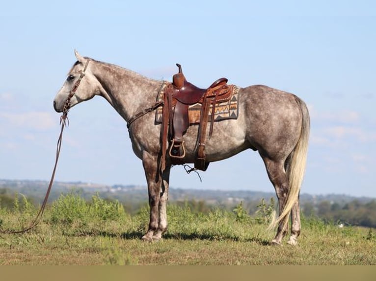 American Quarter Horse Castrone 4 Anni 163 cm Grigio pezzato in Albuquerque