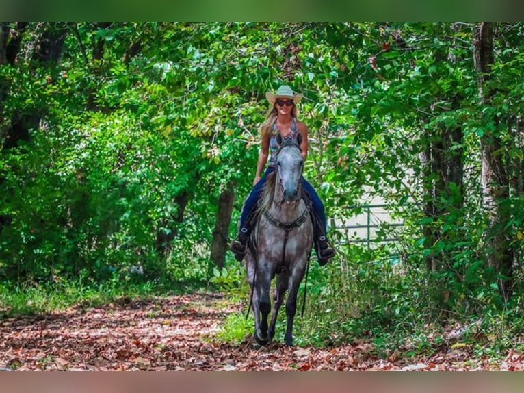 American Quarter Horse Castrone 4 Anni 163 cm Grigio pezzato in Albuquerque