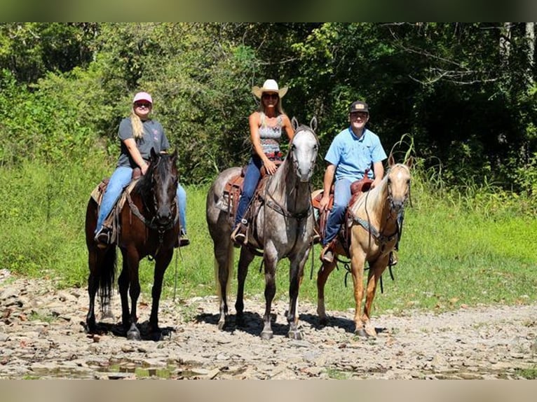 American Quarter Horse Castrone 4 Anni 163 cm Grigio pezzato in Albuquerque