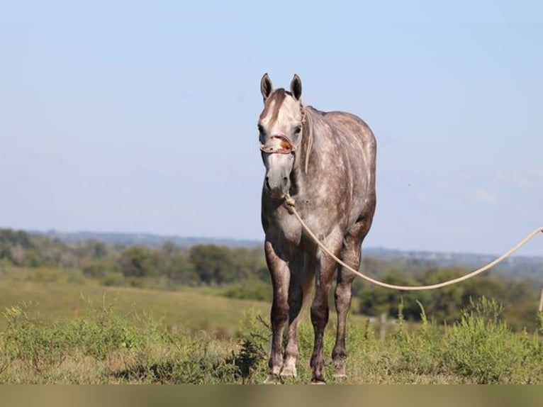 American Quarter Horse Castrone 4 Anni 163 cm Grigio pezzato in Albuquerque