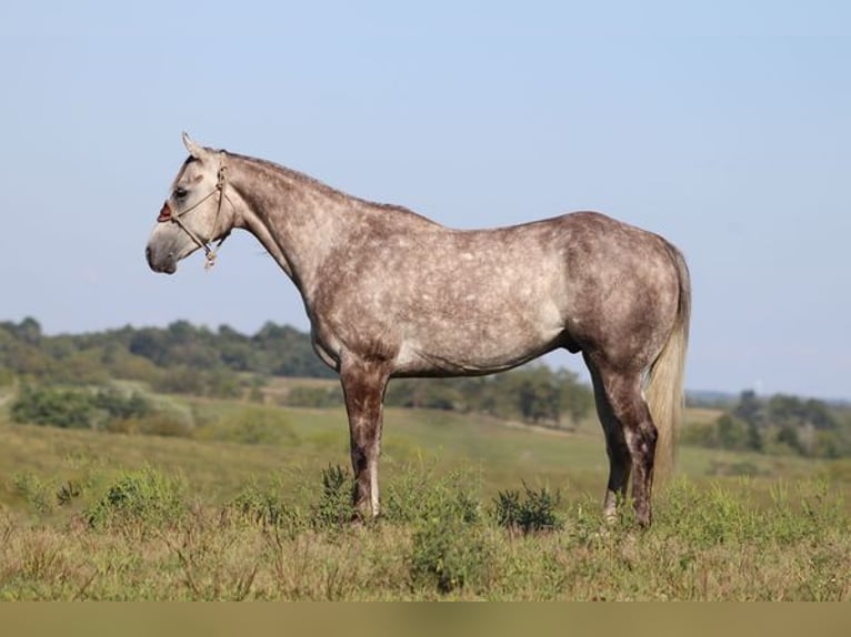 American Quarter Horse Castrone 4 Anni 163 cm Grigio pezzato in Albuquerque