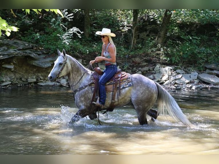 American Quarter Horse Castrone 4 Anni 163 cm Grigio pezzato in Albuquerque