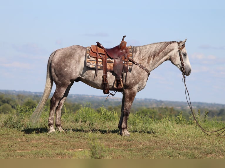 American Quarter Horse Castrone 4 Anni 163 cm Grigio pezzato in Flemingsburg KY