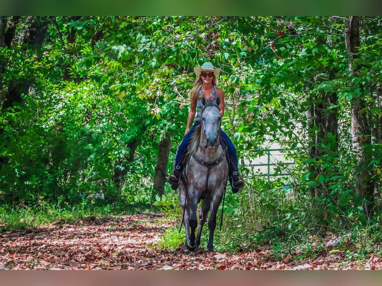 American Quarter Horse Castrone 4 Anni 163 cm Grigio pezzato in Flemingsburg KY