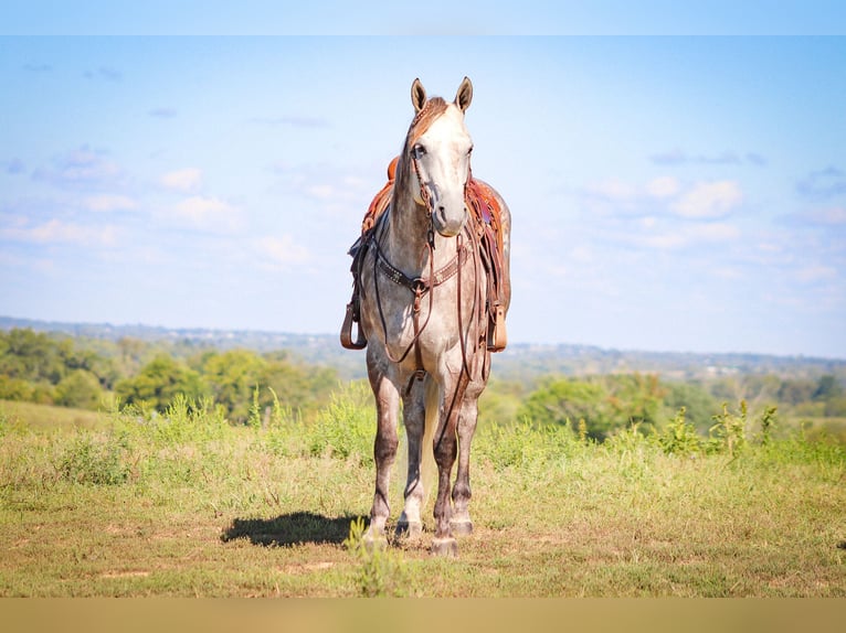 American Quarter Horse Castrone 4 Anni 163 cm Grigio pezzato in Flemingsburg KY