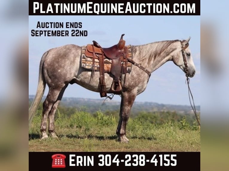 American Quarter Horse Castrone 4 Anni 163 cm Grigio pezzato in Flemingsburg KY