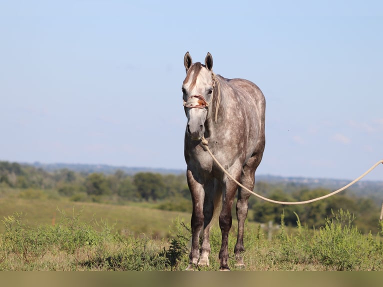 American Quarter Horse Castrone 4 Anni 163 cm Grigio pezzato in Flemingsburg KY