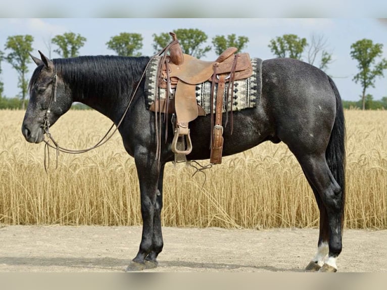 American Quarter Horse Castrone 4 Anni 163 cm Grigio in Beaver Springs