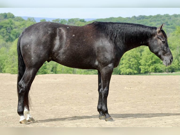 American Quarter Horse Castrone 4 Anni 163 cm Grigio in Beaver Springs