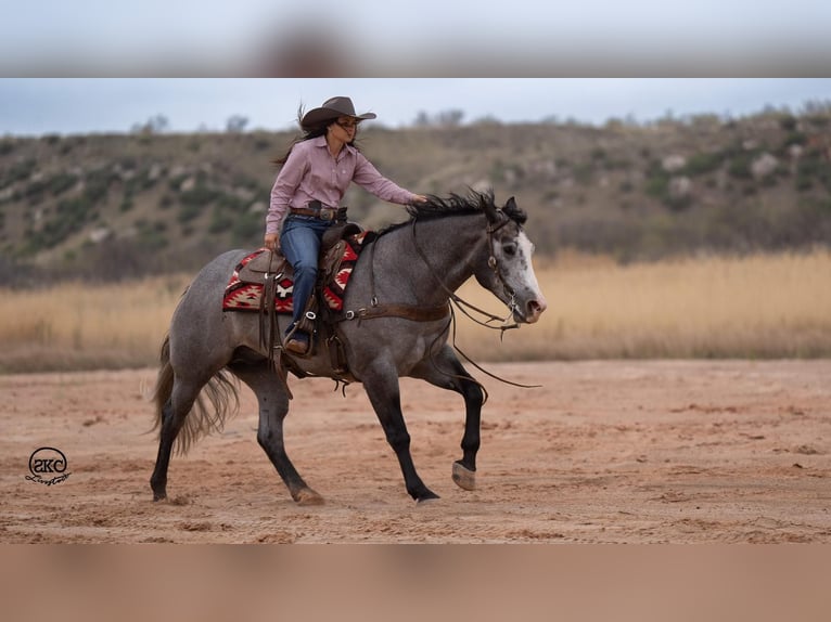 American Quarter Horse Castrone 4 Anni 163 cm Grigio in Canyon, TX