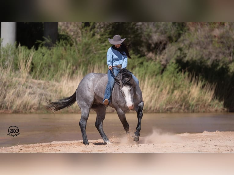 American Quarter Horse Castrone 4 Anni 163 cm Grigio in Canyon, TX