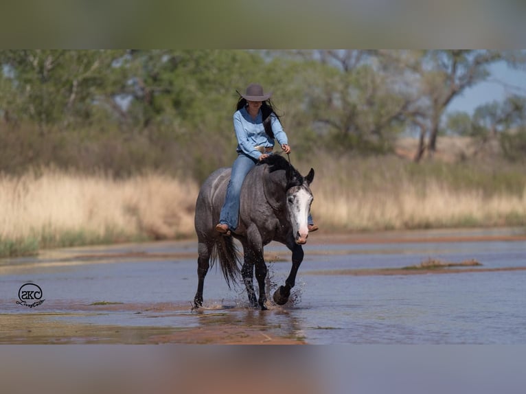 American Quarter Horse Castrone 4 Anni 163 cm Grigio in Canyon, TX