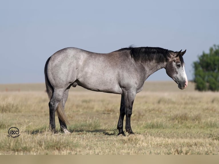 American Quarter Horse Castrone 4 Anni 163 cm Grigio in Canyon, TX