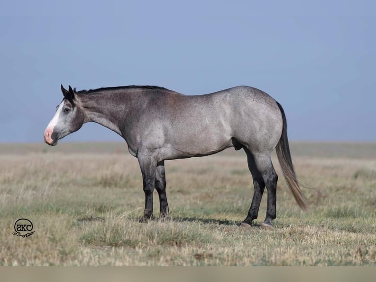 American Quarter Horse Castrone 4 Anni 163 cm Grigio in Canyon, TX