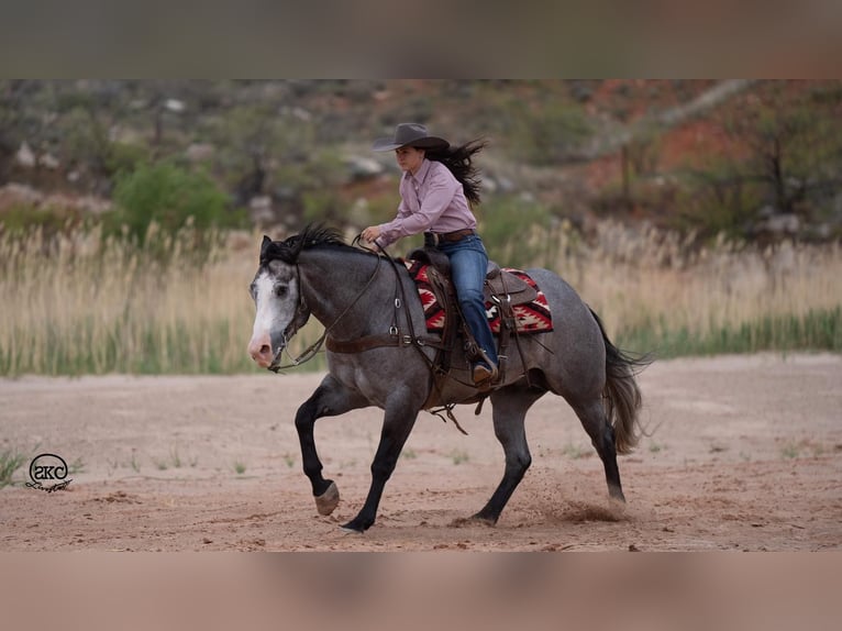 American Quarter Horse Castrone 4 Anni 163 cm Grigio in Canyon, TX