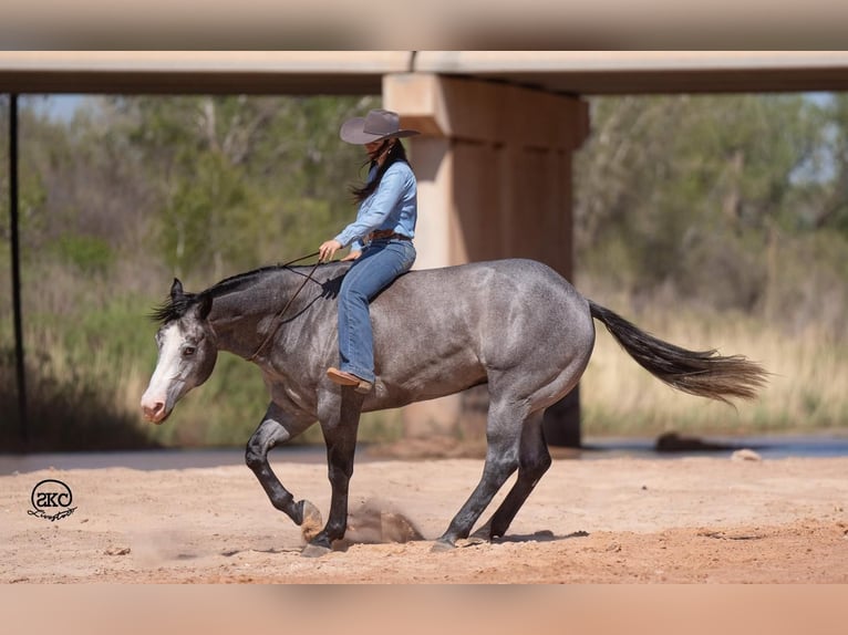 American Quarter Horse Castrone 4 Anni 163 cm Grigio in Canyon, TX