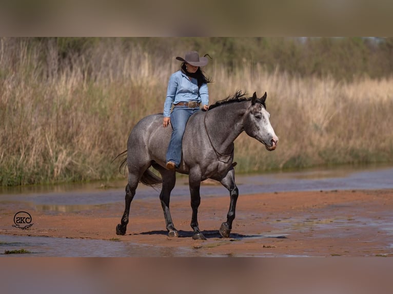 American Quarter Horse Castrone 4 Anni 163 cm Grigio in Canyon, TX