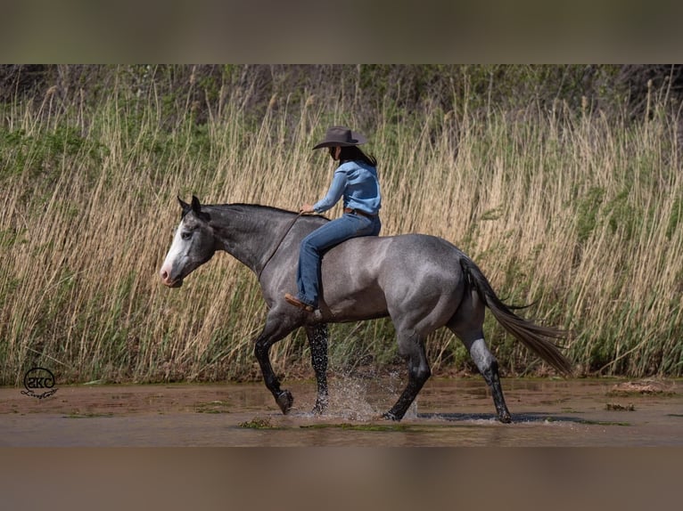 American Quarter Horse Castrone 4 Anni 163 cm Grigio in Canyon, TX