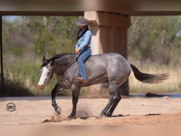 American Quarter Horse Castrone 4 Anni 163 cm Grigio in Canyon, TX