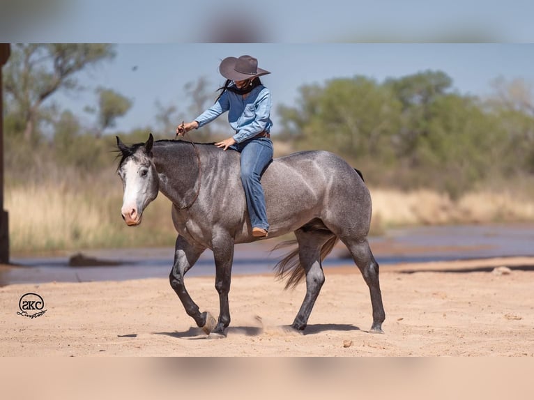 American Quarter Horse Castrone 4 Anni 163 cm Grigio in Canyon, TX