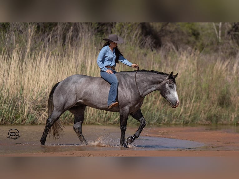 American Quarter Horse Castrone 4 Anni 163 cm Grigio in Canyon, TX