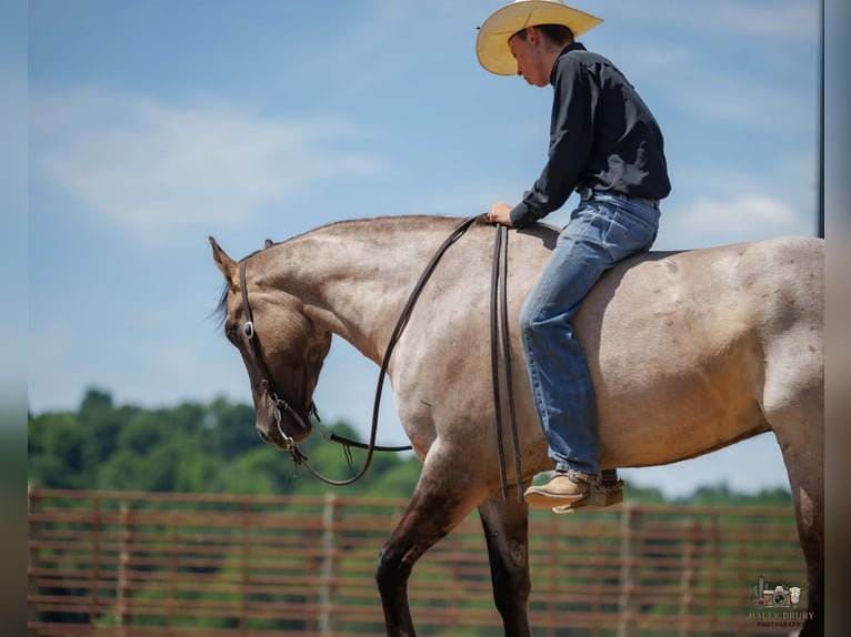 American Quarter Horse Castrone 4 Anni 163 cm Grullo in Auburn