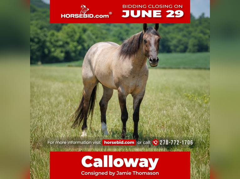 American Quarter Horse Castrone 4 Anni 163 cm Grullo in Auburn