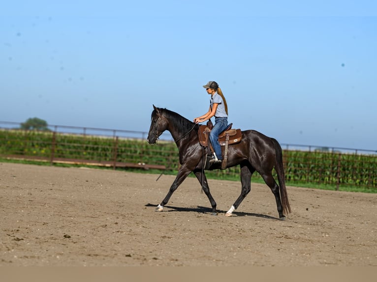American Quarter Horse Castrone 4 Anni 163 cm Morello in Canistota