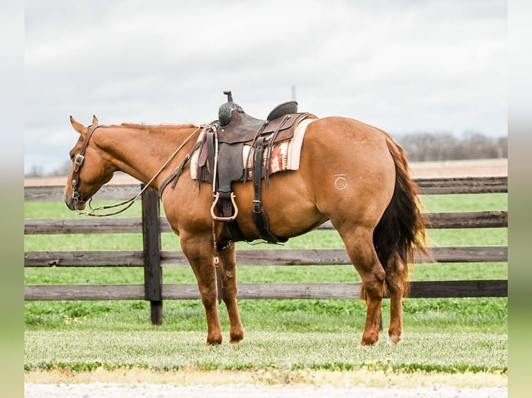 American Quarter Horse Castrone 4 Anni 163 cm Red dun in Sullivan