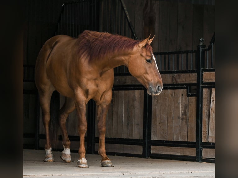 American Quarter Horse Castrone 4 Anni 163 cm Red dun in Sullivan