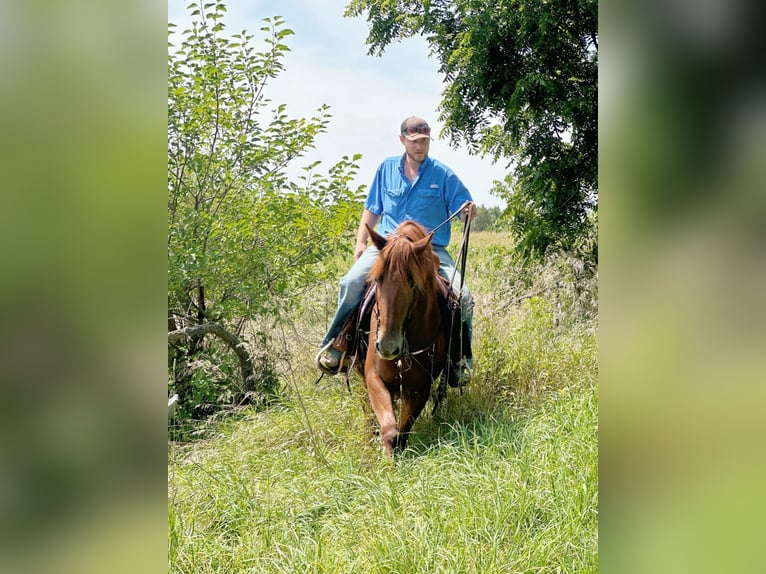 American Quarter Horse Castrone 4 Anni 163 cm Sauro scuro in Van Horne IA