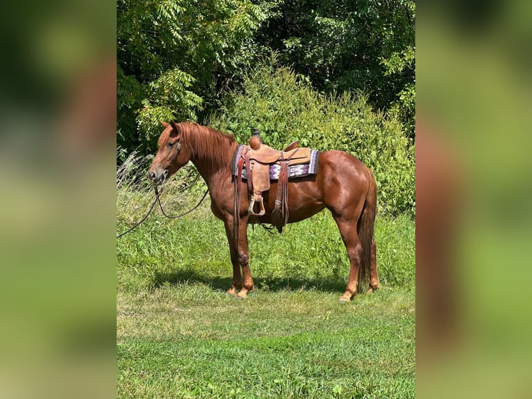 American Quarter Horse Castrone 4 Anni 163 cm Sauro scuro in Van Horne IA