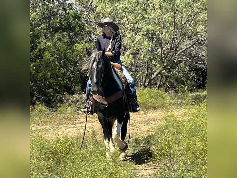 American Quarter Horse Castrone 4 Anni 163 cm Tobiano-tutti i colori in Jacksboro TX