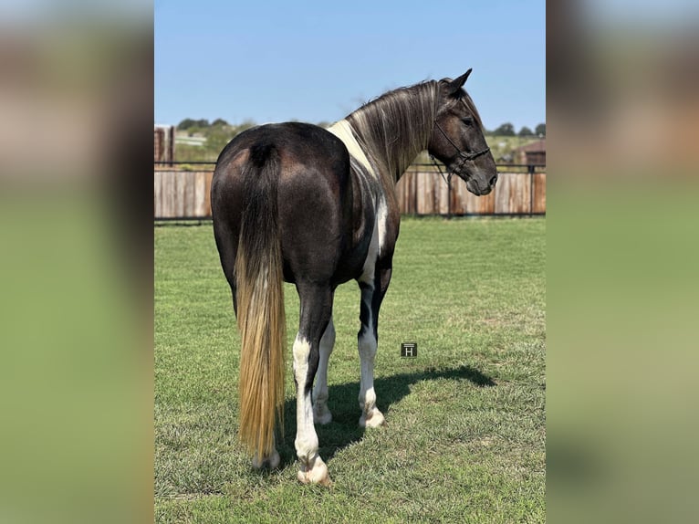 American Quarter Horse Castrone 4 Anni 163 cm Tobiano-tutti i colori in Jacksboro TX